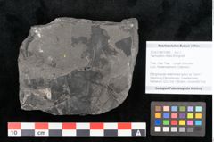 Foto (Objekt + Etikett) von Taeniopteris vittata Brongniart (NHMW-GEO-2024-0188-10486)